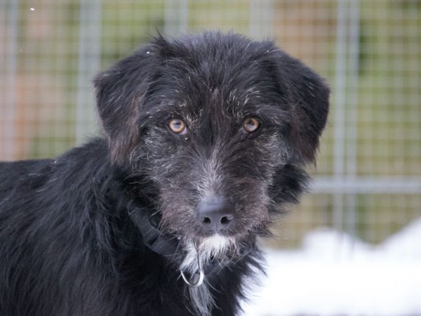 Hundevermittlung Die Tierpension Falterhof