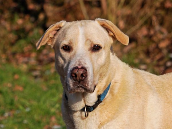 Hundevermittlung Die Tierpension Falterhof