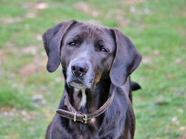 Hundevermittlung Die Tierpension Falterhof